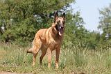 MALINOIS 712